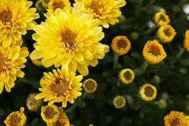 Yaprakları ile güzel sarı krizantem çiçekleri, closeup