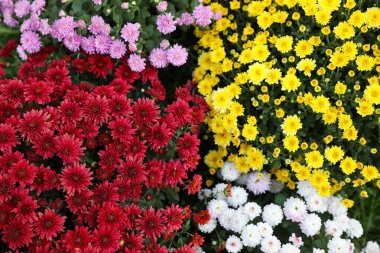 Beautiful blooming Chrysanthemum bushes outdoors. Autumn flowers clipart