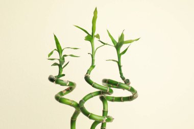 Bej arka planda yemyeşil yaprakları olan tropikal bambu sapları. İç öge biçimlendir