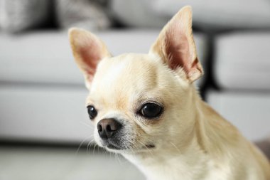 Bulanık arka planda sevimli oyuncak teriyeri. Evcil köpek.