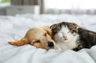 Sevimli küçük kedi yavrusu ve köpek yavrusu kapalı yatakta uyku