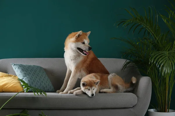 Söta Akita Inu hundar på soffan i rum med krukväxter — Stockfoto