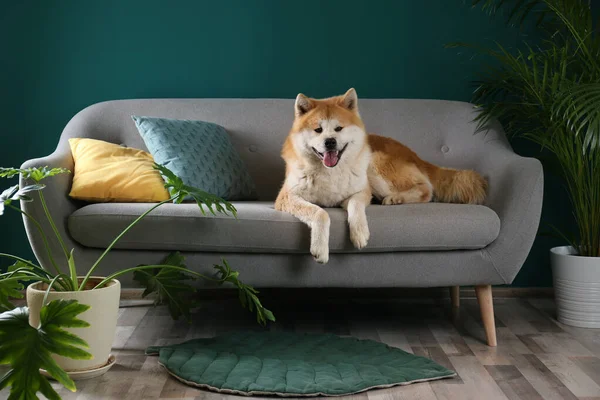 Leuke Akita Inu hond op de bank in kamer met kamerplanten — Stockfoto
