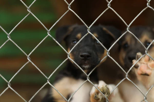 Gabbia con cani senzatetto in rifugio per animali. Concetto di volontariato — Foto Stock