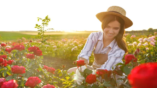Vrouw bij rozenstruiken in de tuin op zonnige dag — Stockfoto