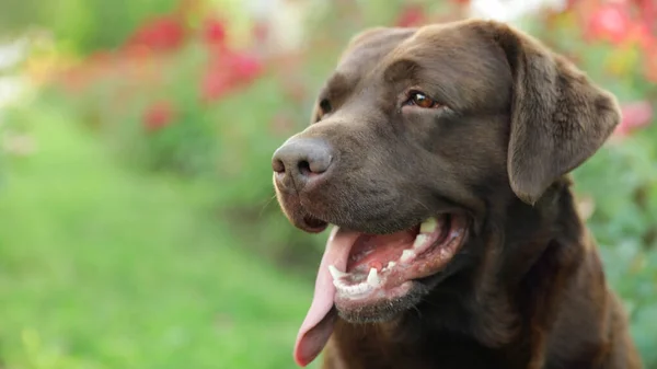 Grappige chocolade Labrador retriever in de buurt van bloemen in groene zomerpark — Stockfoto