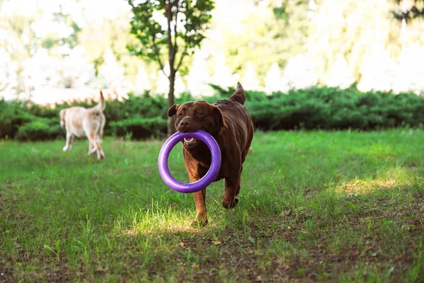 Furcsa Labrador Vizsla kutyák-ban zöld nyár Park — Stock Fotó