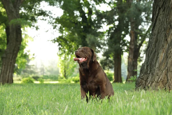 Aranyos csokoládé Labrador retriever zöld fű a nyári parkban — Stock Fotó