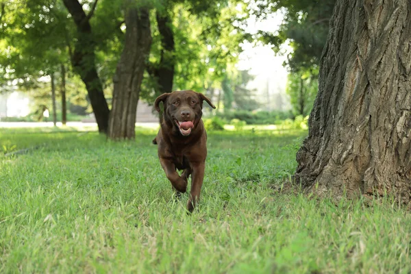 Śliczne Chocolate Labrador Retriever w zielonym parku letnim — Zdjęcie stockowe