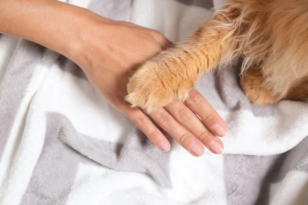 Žena a kočka drží ruce u sebe na teplé přikrývce, pohled shora — Stock fotografie