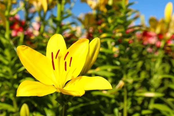 Lírio amarelo brilhante bonito crescendo no campo de flores, close-up. Espaço para texto — Fotografia de Stock