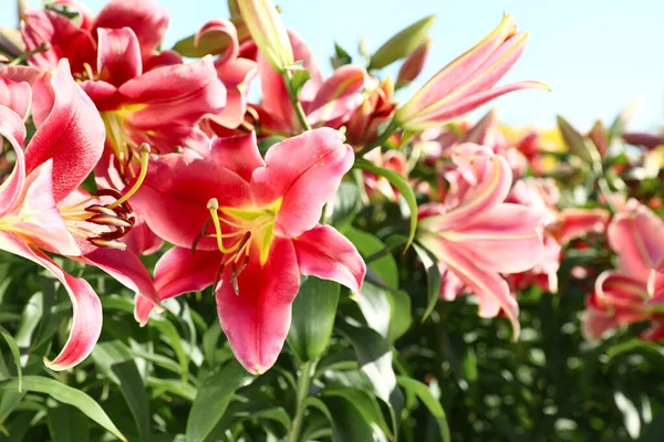Красиві яскраво-рожеві лілії, що ростуть на квітковому полі — стокове фото