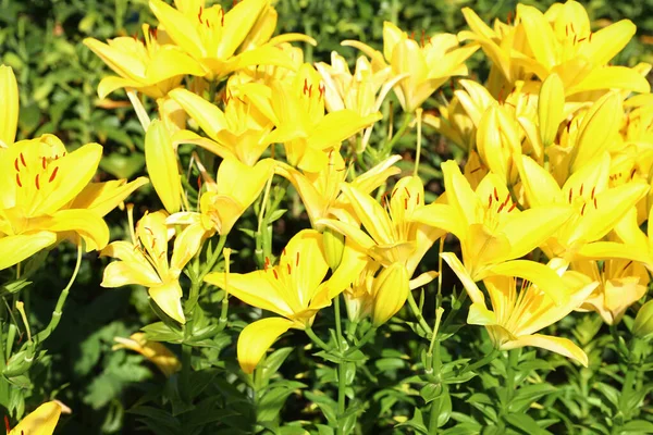 Gyönyörű fényes sárga liliomok növekvő virág mező — Stock Fotó