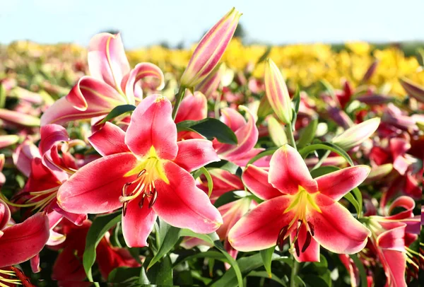 Bella brillante gigli rosa che crescono a campo di fiori — Foto Stock