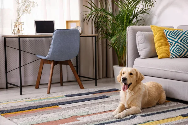 现代客厅内部。可爱的金色拉布拉多猎犬靠近沙发 — 图库照片
