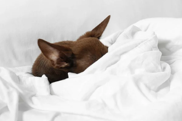 Niedlicher kleiner Chihuahua-Hund schläft im Bett — Stockfoto