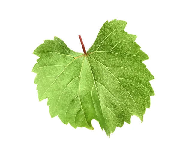 Čerstvé zelené hroznové listy na bílém pozadí — Stock fotografie