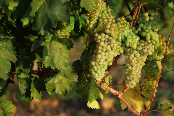 Fresh ripe juicy grapes growing in vineyard — Stock Photo, Image