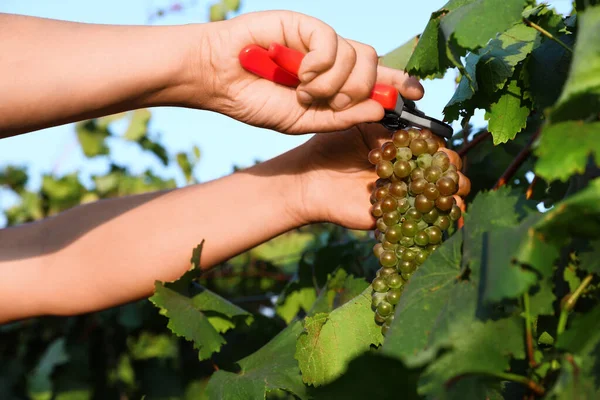 Uomo taglio grappolo di uva fresca matura succosa con potatore all'aperto, primo piano — Foto Stock