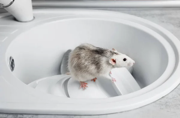 Rat in gootsteen met borden in de keuken. Huishoudelijk ongedierte — Stockfoto