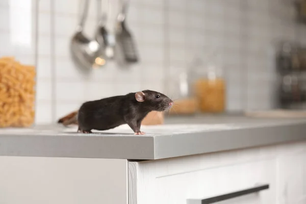 Rat på köksbänken hemma. Hushållsskadedjur — Stockfoto