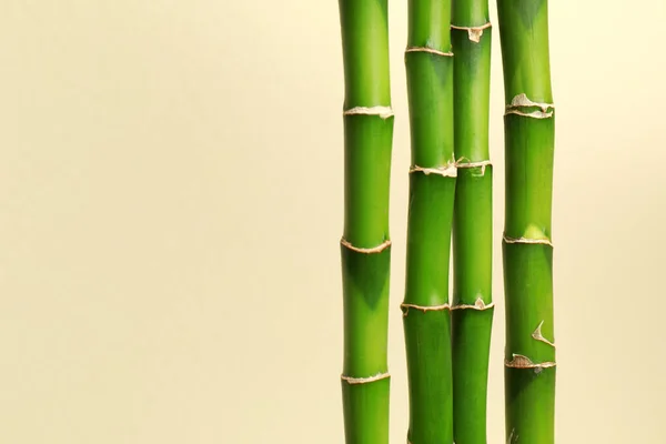 热带竹子起源于米色背景，文字空间。 时尚的室内装饰元素 — 图库照片