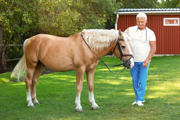 Vezető állatorvos-val Palomino ló kint a napsütéses napon — Stock Fotó