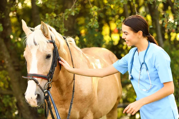 Young veterinarian examining palomino horse outdoors on sunny day — Stock Photo, Image
