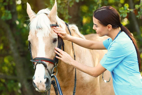 Young veterinarian examining palomino horse outdoors on sunny day — Stock Photo, Image