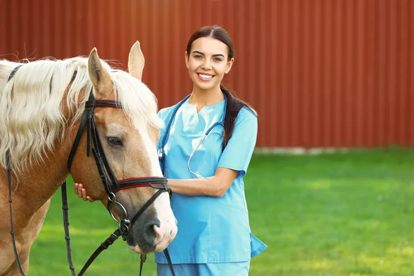 Veterinário jovem com cavalo palomino ao ar livre no dia ensolarado — Fotografia de Stock