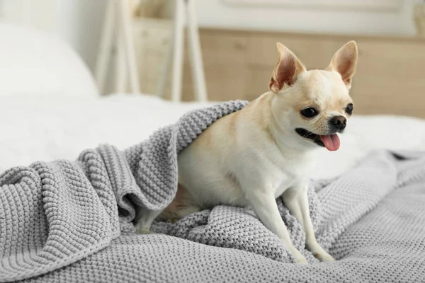 Sevimli Oyuncak Teriyeri, açık mavi battaniyenin altında, yatağın üzerinde. Evcil köpek. — Stok fotoğraf