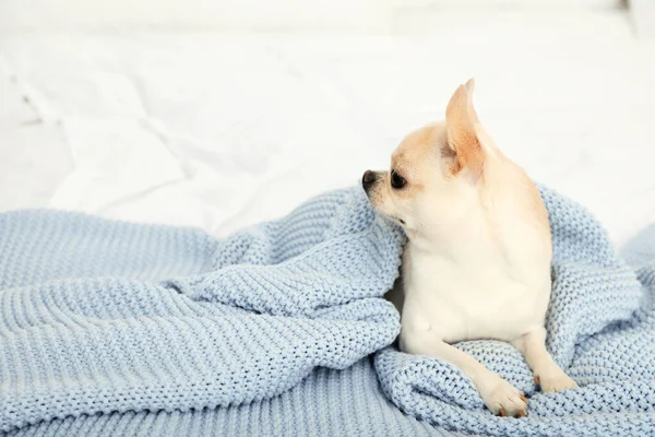 Uroczy Toy Terrier pod jasnoniebieskim kocem z dzianiny na łóżku. Pies domowy — Zdjęcie stockowe