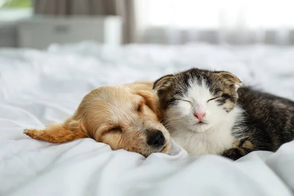 Adorable little kitten and puppy sleeping on bed indoors — Stock Photo, Image