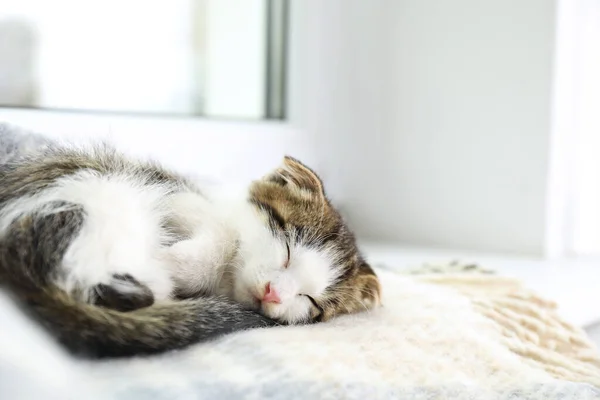 Adorável gatinho dormindo em cobertor perto da janela dentro de casa — Fotografia de Stock