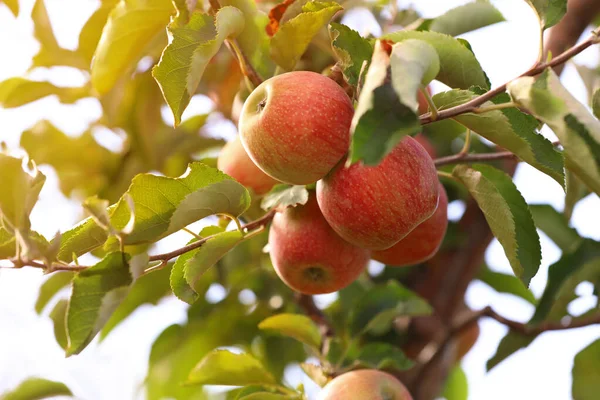 Δέντρα με ώριμα μήλα σε εξωτερικούς χώρους την ηλιόλουστη μέρα — Φωτογραφία Αρχείου