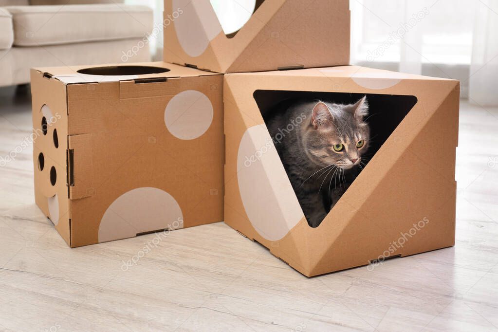 Cute gray tabby cat inside cardboard house in room. Lovely pet