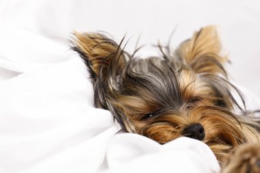 Sevimli Yorkshire Teriyeri yatakta uyuyor, yakın plan. Şirin köpek.