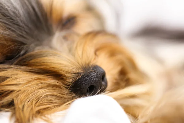 Terrier du Yorkshire endormi couché sur le lit, gros plan. Chien mignon — Photo