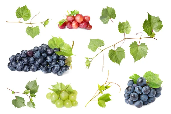 Conjunto de uvas e folhas suculentas frescas no fundo branco — Fotografia de Stock