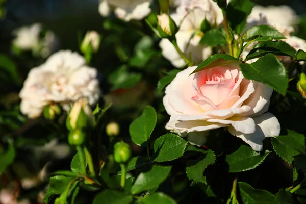 Grön buske med vackra rosor i blommande trädgård på soliga dagen — Stockfoto