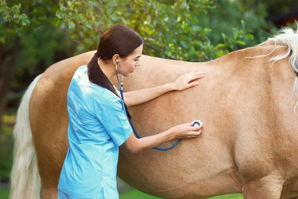 Joven veterinario examinando palomino caballo al aire libre en el día soleado —  Fotos de Stock