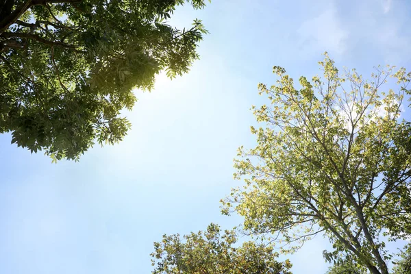 Alberi verdi nella giornata di sole, vista dal basso — Foto Stock