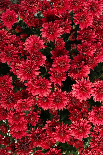 Beautiful colorful chrysanthemum flowers with leaves as background, top view — Stock Photo, Image