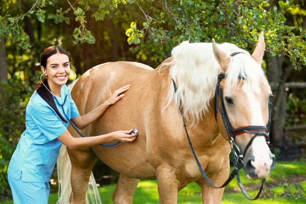 Veterinário jovem examinando cavalo palomino ao ar livre no dia ensolarado — Fotografia de Stock