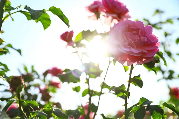 Arbusto verde com belas rosas no jardim florido no dia ensolarado — Fotografia de Stock