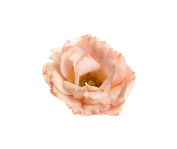 Beautiful fresh Eustoma flower on white background — Stock Photo, Image