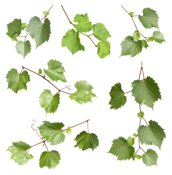 Набір свіжих зелених листя винограду на білому тлі — стокове фото