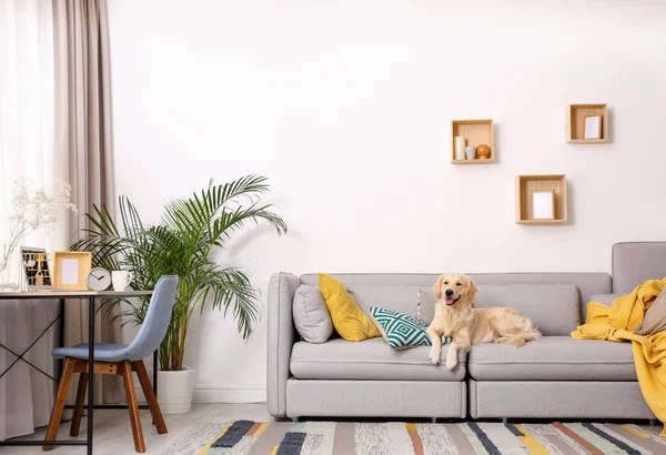 Moderne woonkamer interieur. Leuke Golden Labrador Retriever op de bank — Stockfoto