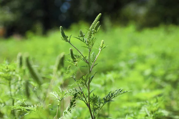 Plante d'herbe à poux en fleurs (genre Ambrosia) à l'extérieur le jour ensoleillé. Allergie saisonnière — Photo