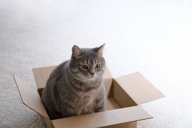 Evdeki karton kutunun içinde şirin gri tekir kedi.